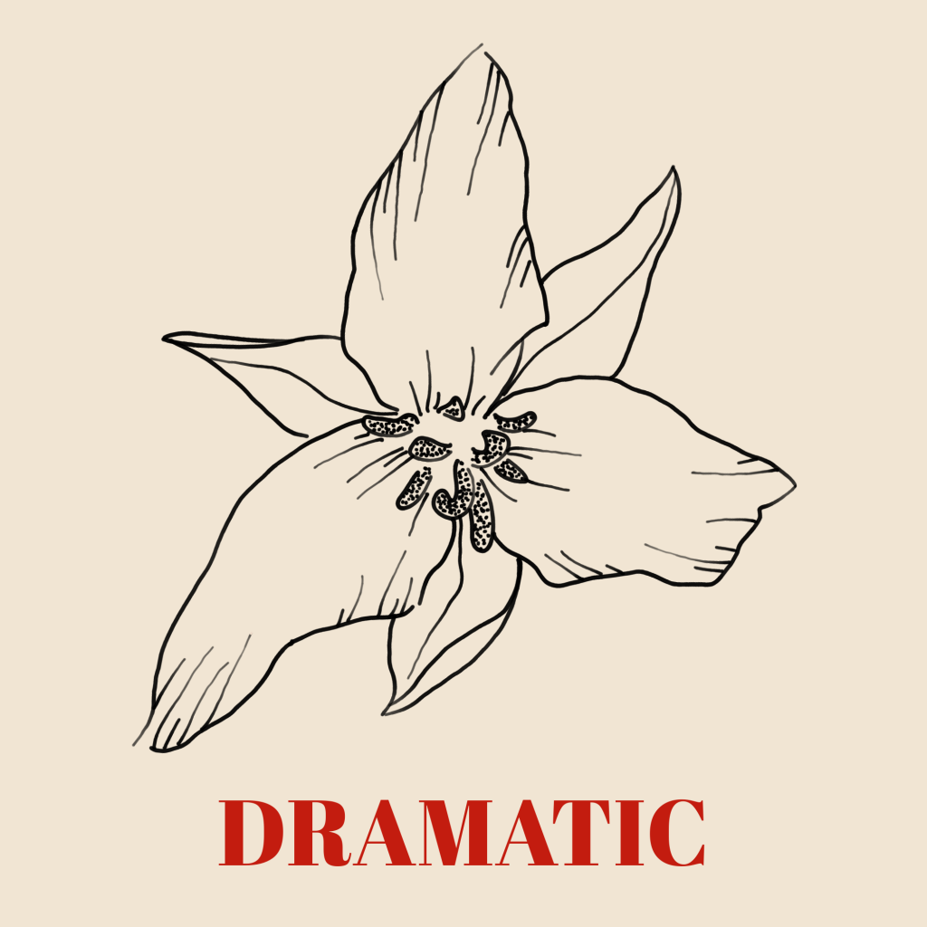 A line art drawing of a trillium against a pale background with the word 'Dramatic' written underneath it in red text.